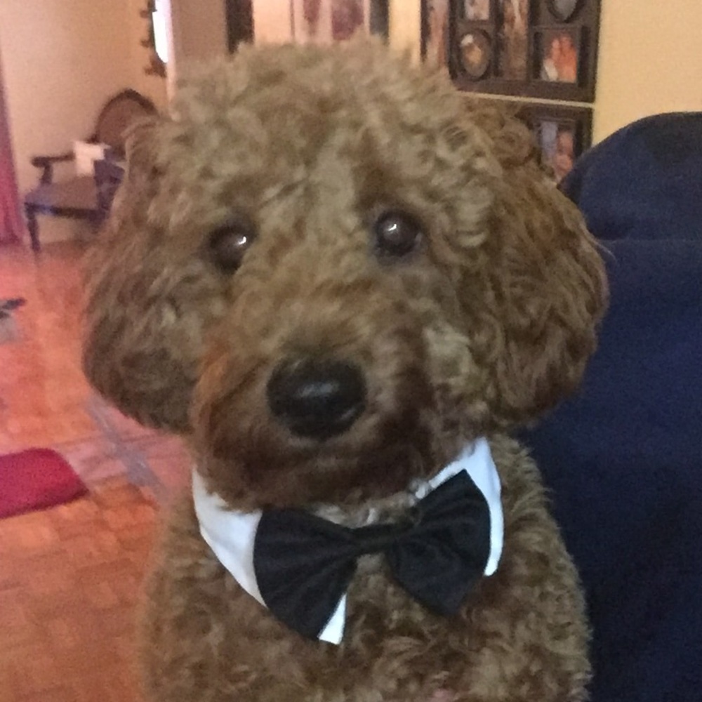 Meet your Posher, Maria